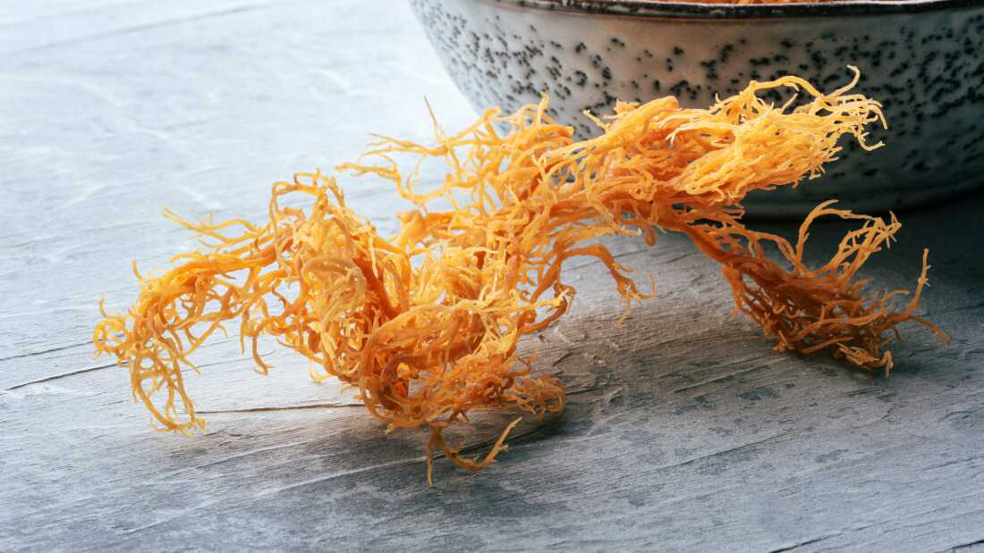 Dried Irish sea moss, Chondrus Crispus, rich in nutrients