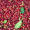 Washed coffee cherries freshly harvested at Finca Costa Rica in Santa María, Huila, Colombia.