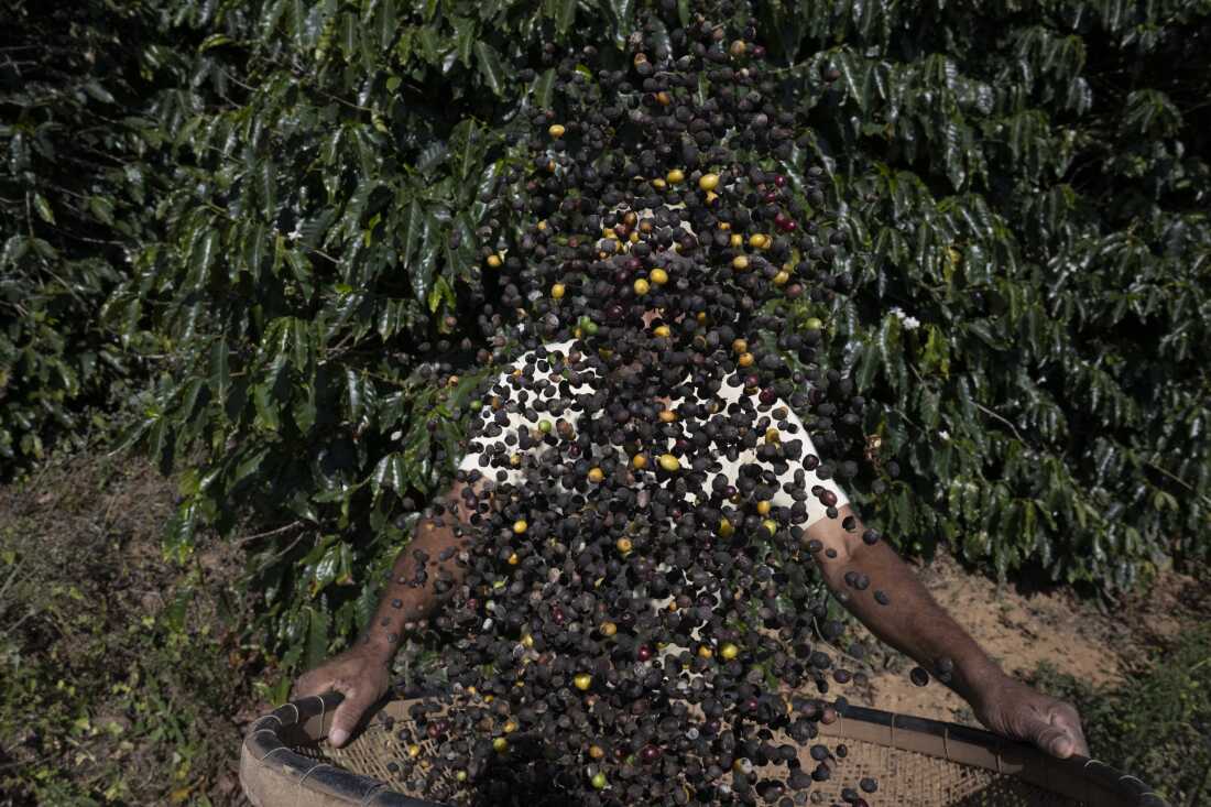 Coffee harvesting in Rio de Janeiro state, Brazil, on July 21.