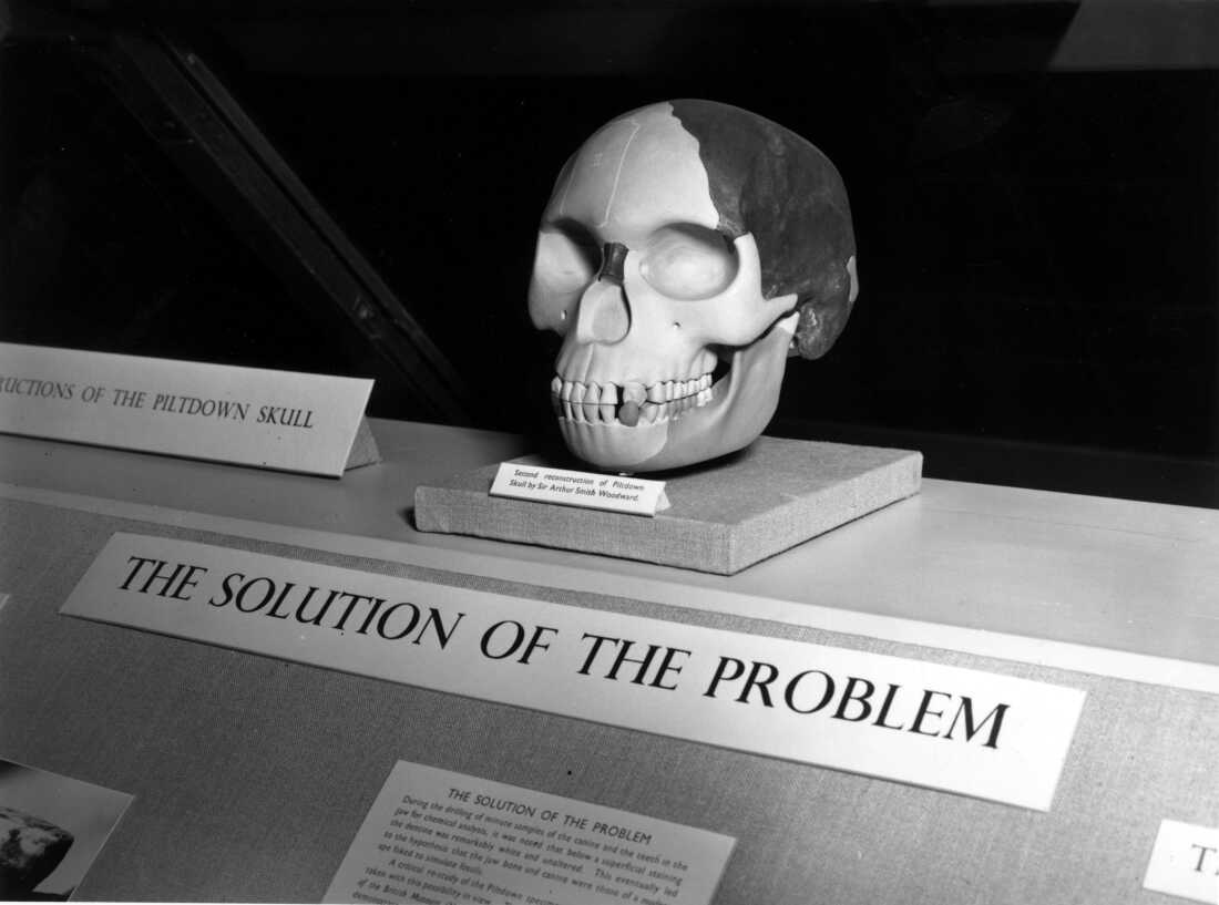 Reconstruction of the Piltdown Skull at the Natural History Museum, London, once thought to be the 'missing link' but later revealed as a hoax.