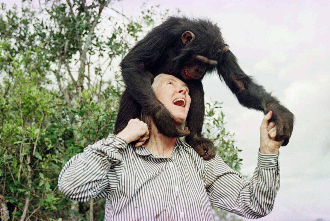 Jane Goodall playing with Bahati, a 3-year-old female chimpanzee at Sweetwaters Chimpanzee Sanctuary near Nanyuki, Kenya, in 1997.