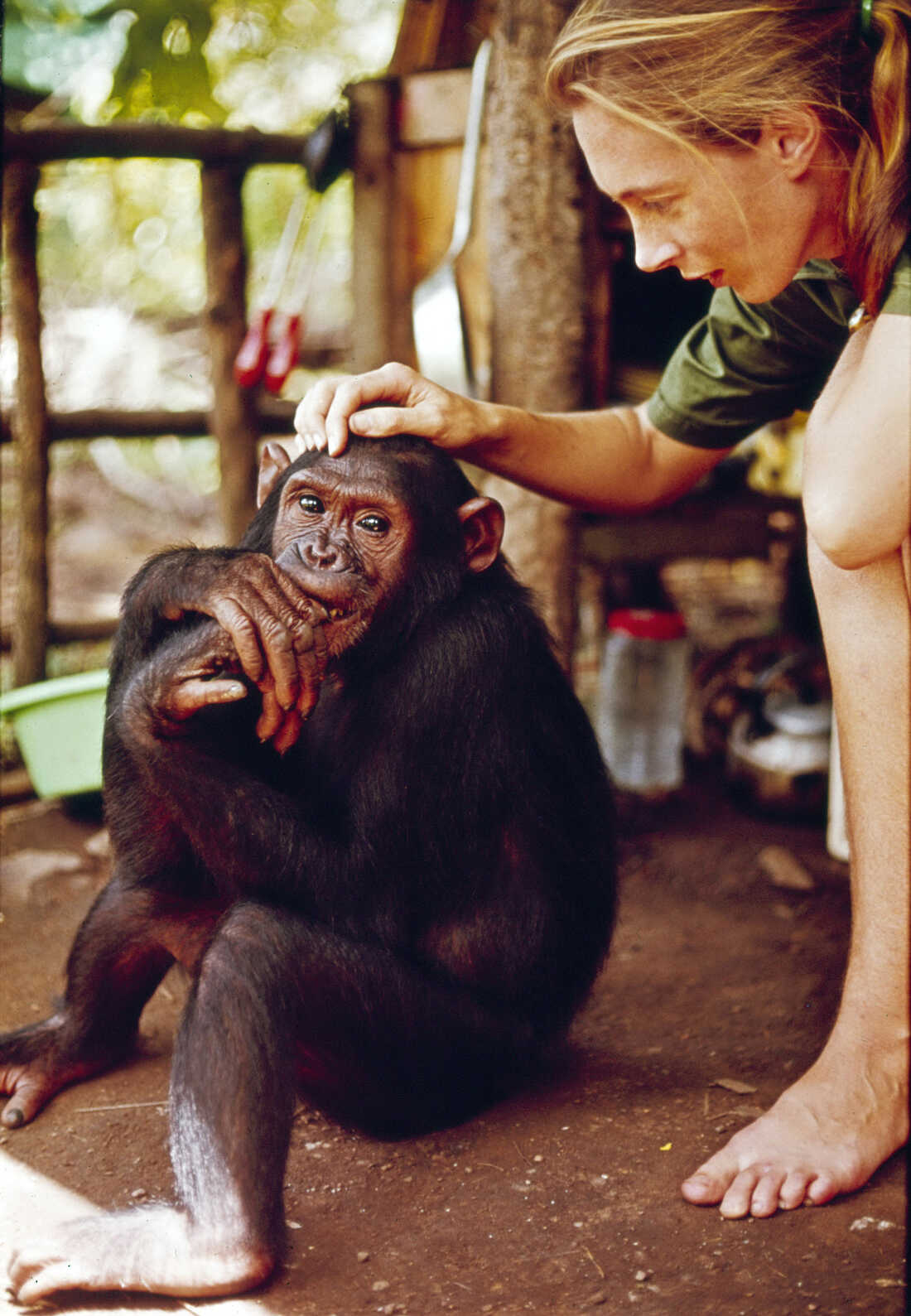 Jane Goodall engaging with a chimpanzee at Gombe Stream National Park, Tanzania, featured in the 1965 documentary 'Miss Goodall and the World of Chimpanzees.'