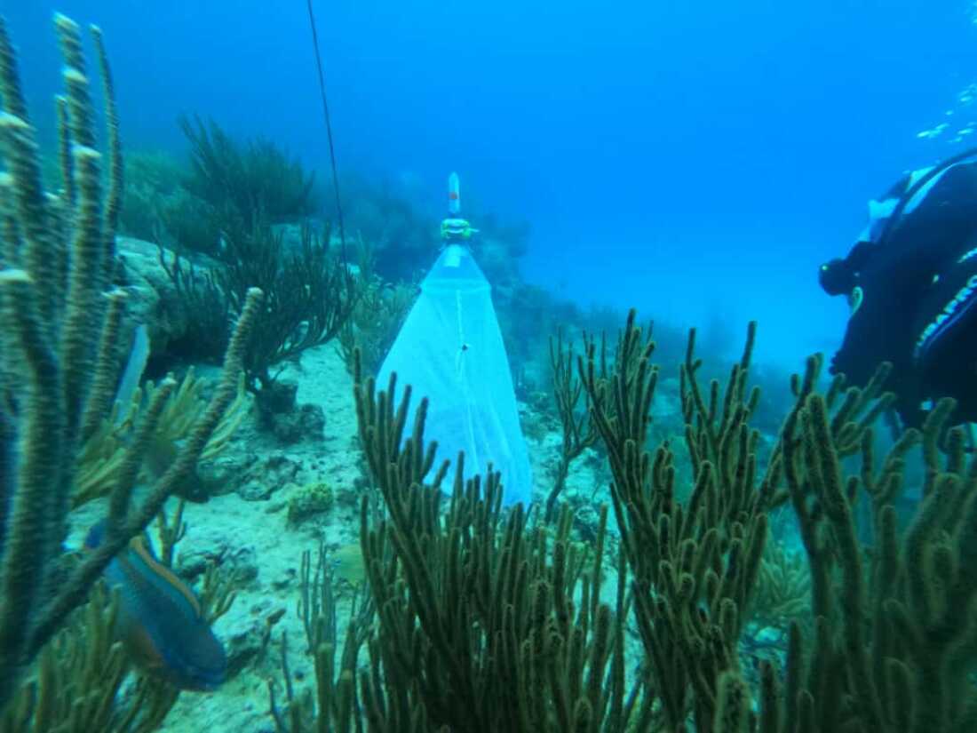 Nets are placed over coral to collect eggs and sperm, part of efforts to fertilize and restore the reef.
