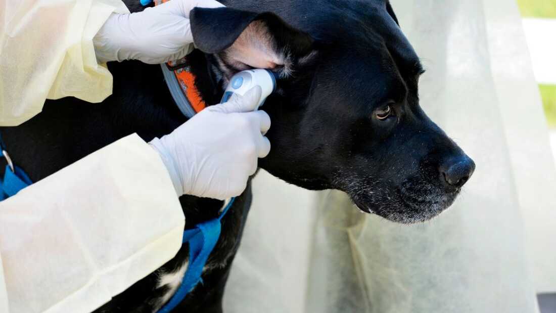 Veterinarian Janet Sosnicki checking a pet's temperature during a drive-through clinic in Salem, New Hampshire.