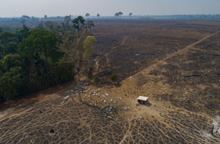 A hut surrounded by cattle sits in a cleared-out stretch of the Amazon, drawing a stark contrast with the forest next to it