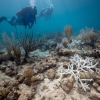 Divers swimming over bleached staghorn coral outplants at Horseshoe Reef, Florida Keys