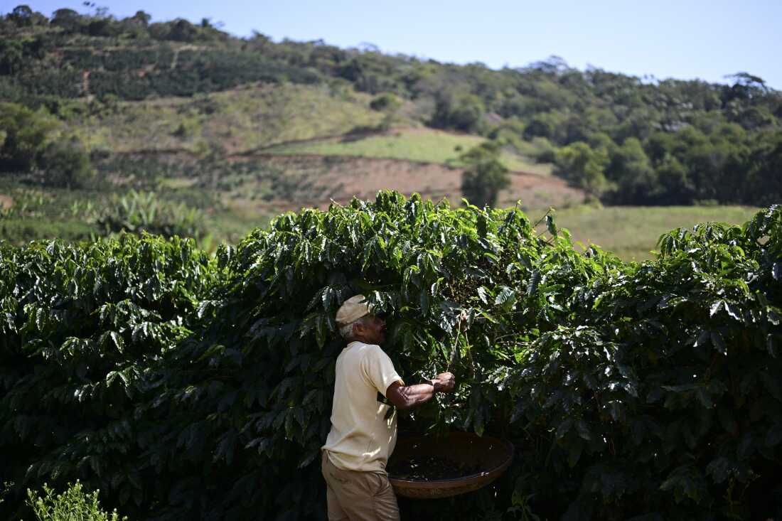 Coffee harvester working in Rio de Janeiro state, Brazil on July 21. Brazil supplies much of the <a href=