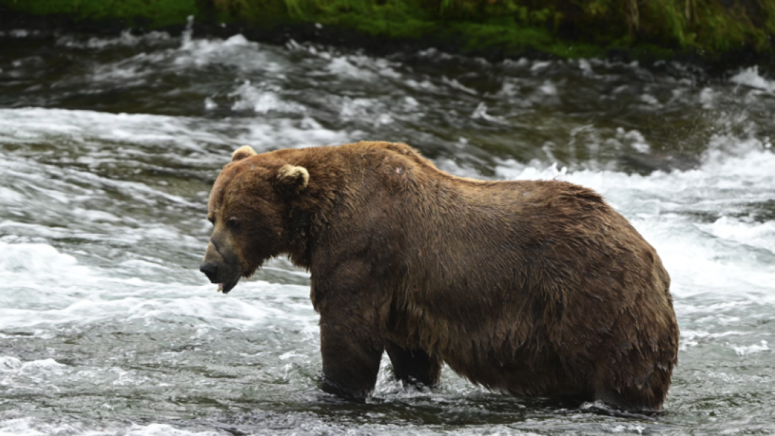 Chunk, the 32-year-old bear and 2025 Fat Bear Week champion.