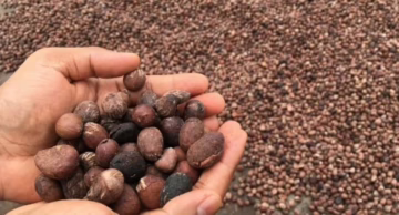 Nigeria’s Shea Sector Rebounds As Local Processing Spurs Revenue Growth