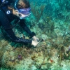 This summer, the 'Flonduran' corals were planted on reefs off Miami. Researchers are eager to see how they fared during the hottest months when other corals were bleaching.